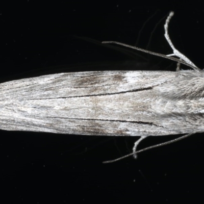 Unidentified Geometer moth (Geometridae) at Ainslie, ACT - 13 Jun 2020 by jb2602