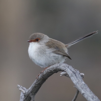 Malurus cyaneus (Superb Fairywren) at Hackett, ACT - 13 Jun 2020 by jbromilow50