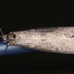 Conoeca guildingi (A case moth) at Ainslie, ACT - 13 Jun 2020 by jb2602