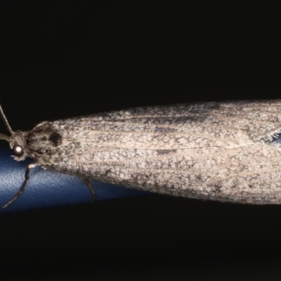 Conoeca guildingi (A case moth) at Ainslie, ACT - 13 Jun 2020 by jbromilow50