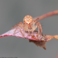 Araneus talipedatus (Slender green orb-weaver) at Umbagong District Park - 22 Jun 2020 by Roger