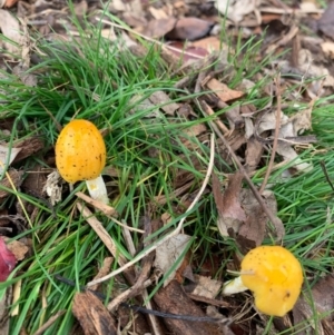 Bolbitius titubans at Yass, NSW - 7 Jun 2020