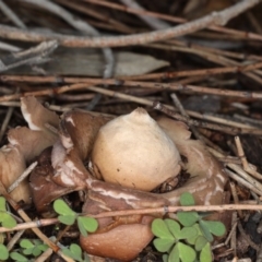 Geastrum sp. (Geastrum sp.) at Majura, ACT - 22 Jun 2020 by jb2602