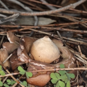 Geastrum sp. at Majura, ACT - 22 Jun 2020 04:54 PM