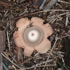 Geastrum sp. at Majura, ACT - 22 Jun 2020