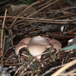 Geastrum sp. at Majura, ACT - 22 Jun 2020 04:54 PM