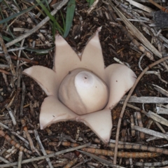 Geastrum sp. at Majura, ACT - 22 Jun 2020