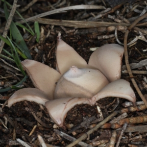 Geastrum sp. at Majura, ACT - 22 Jun 2020