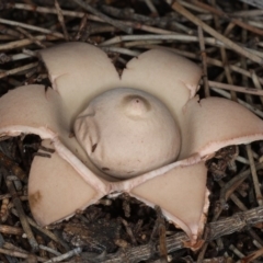 Geastrum sp. (Geastrum sp.) at Majura, ACT - 22 Jun 2020 by jbromilow50