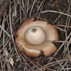 Geastrum sp. at Majura, ACT - 22 Jun 2020 05:08 PM