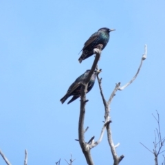 Sturnus vulgaris (Common Starling) at Amaroo, ACT - 17 Jun 2020 by TomT