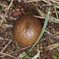 Bovista (A puffball) at Mount Ainslie - 22 Jun 2020 by jb2602