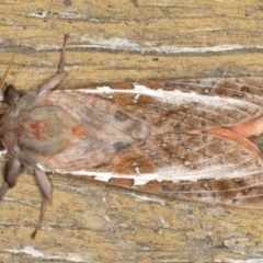 Oxycanus dirempta (Variable Oxycanus) at Ainslie, ACT - 22 Jun 2020 by jb2602