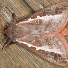 Oxycanus dirempta at Ainslie, ACT - 22 Jun 2020 10:22 PM
