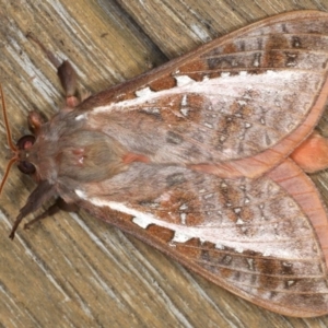 Oxycanus dirempta at Ainslie, ACT - 22 Jun 2020 10:22 PM