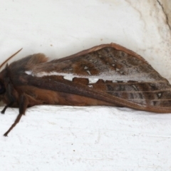 Oxycanus dirempta at Ainslie, ACT - 22 Jun 2020 10:22 PM