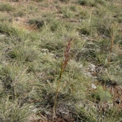 Austrostipa densiflora (Foxtail Speargrass) at Amaroo, ACT - 17 Jun 2020 by TomT