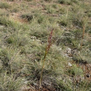 Austrostipa densiflora at Amaroo, ACT - 17 Jun 2020