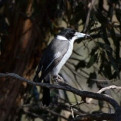 Cracticus torquatus (Grey Butcherbird) at Amaroo, ACT - 17 Jun 2020 by TomT