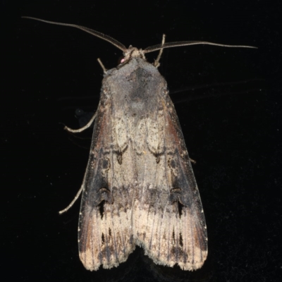 Agrotis ipsilon (Agrotis ipsilon) at Ainslie, ACT - 22 Jun 2020 by jbromilow50