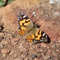 Vanessa kershawi (Australian Painted Lady) at Amaroo, ACT - 17 Jun 2020 by TomT