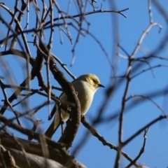 Ptilotula penicillata (White-plumed Honeyeater) at Amaroo, ACT - 17 Jun 2020 by TomT