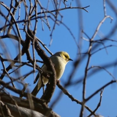 Ptilotula penicillata (White-plumed Honeyeater) at Amaroo, ACT - 17 Jun 2020 by TomT