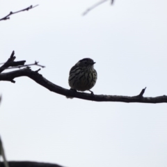 Pyrrholaemus sagittatus (Speckled Warbler) at Amaroo, ACT - 17 Jun 2020 by TomT