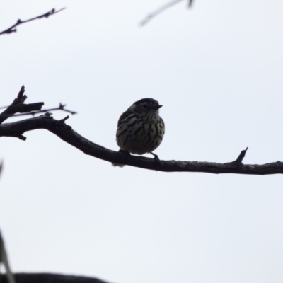 Pyrrholaemus sagittatus (Speckled Warbler) at Amaroo, ACT - 17 Jun 2020 by TomT