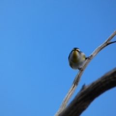 Pardalotus striatus (Striated Pardalote) at Amaroo, ACT - 17 Jun 2020 by TomT