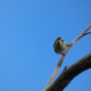 Pardalotus striatus at Amaroo, ACT - 17 Jun 2020