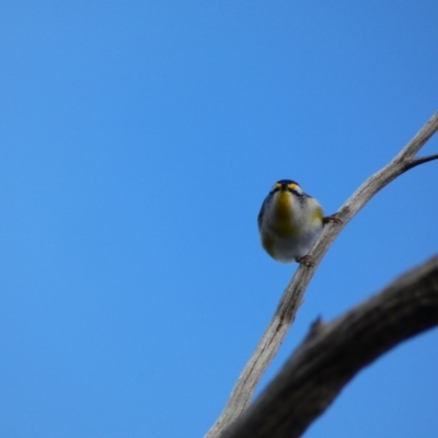 Pardalotus striatus (Striated Pardalote) at Amaroo, ACT - 17 Jun 2020 by TomT