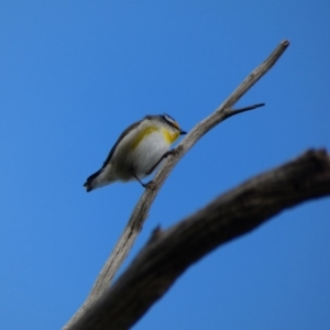 Pardalotus striatus at Amaroo, ACT - 17 Jun 2020