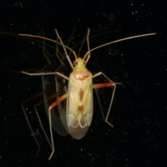 Creontiades dilutus (Green Mirid) at Ainslie, ACT - 5 Dec 2019 by jb2602