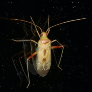 Creontiades dilutus at Ainslie, ACT - 5 Dec 2019 08:10 PM