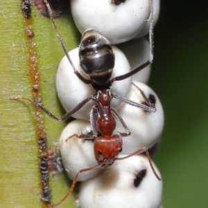 Iridomyrmex purpureus at Acton, ACT - 19 Jun 2020