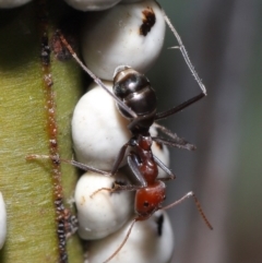Iridomyrmex purpureus at Acton, ACT - 19 Jun 2020 12:29 PM