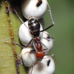Iridomyrmex purpureus at Acton, ACT - 19 Jun 2020 12:29 PM