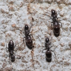 Technomyrmex sp. (genus) at Acton, ACT - 19 Jun 2020 by TimL