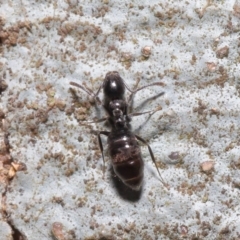 Technomyrmex sp. (genus) at Acton, ACT - 19 Jun 2020