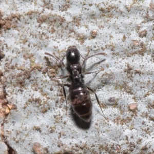 Technomyrmex sp. (genus) at Acton, ACT - 19 Jun 2020 01:25 PM