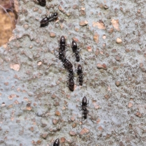 Technomyrmex sp. (genus) at Acton, ACT - 19 Jun 2020