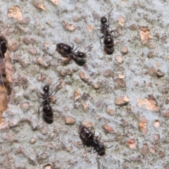 Technomyrmex sp. (genus) at Acton, ACT - 19 Jun 2020 01:25 PM