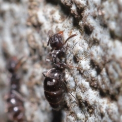 Technomyrmex sp. (genus) at Acton, ACT - 19 Jun 2020