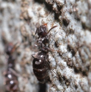 Technomyrmex sp. (genus) at Acton, ACT - 19 Jun 2020 01:25 PM