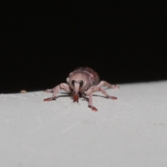 Curculionidae (family) (Unidentified weevil) at ANBG - 19 Jun 2020 by TimL