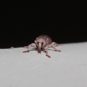 Curculionidae (family) at Hackett, ACT - 19 Jun 2020