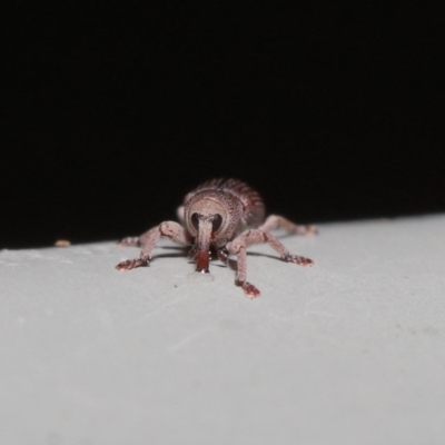 Curculionidae (family) (Unidentified weevil) at ANBG - 19 Jun 2020 by TimL