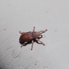 Curculionidae (family) at Hackett, ACT - 19 Jun 2020