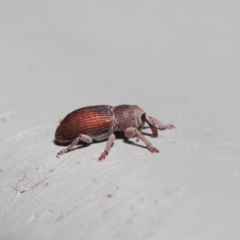 Curculionidae (family) at Hackett, ACT - 19 Jun 2020